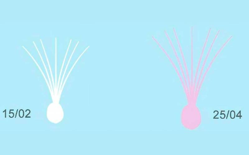 Best Dental Co., Ltd