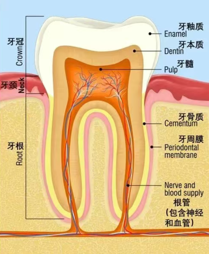 How did perfectly good teeth decay?
